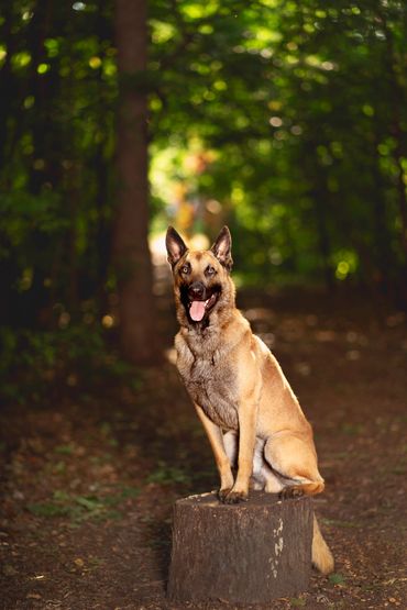 belgian malanois posing in the forest on a stump