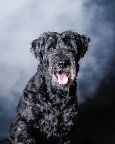 a senior Giant Schnauzer portrait