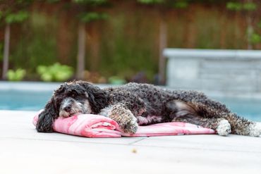 Image of dog laying on a towel by the pool