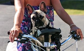 Bike Seat for a French Bulldog