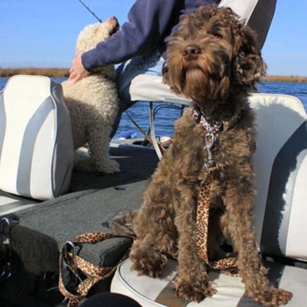 California Labradoodle breeder
fishing trip with Dharma and Sophia