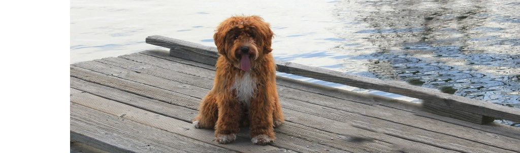 California Labradoodle puppies