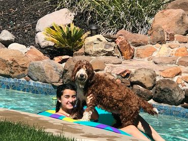 California Labradoodle puppies