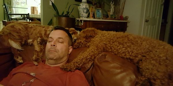 California Labradoodle puppies
a little siesta