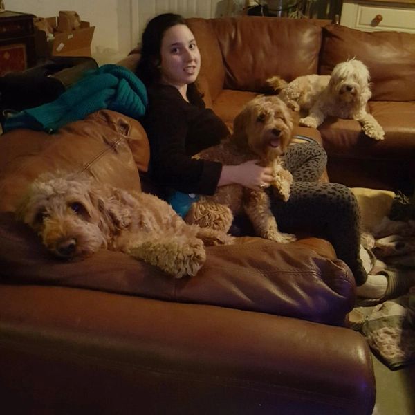 California Labradoodle puppies
the dogs love the couch