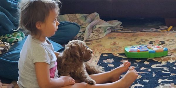 California Labradoodle puppies
puppies enjoy watching tv with our daughter