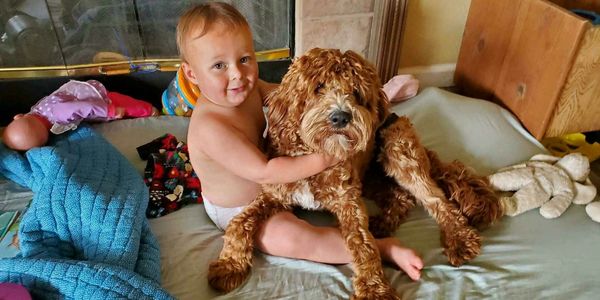 California Labradoodle breeder