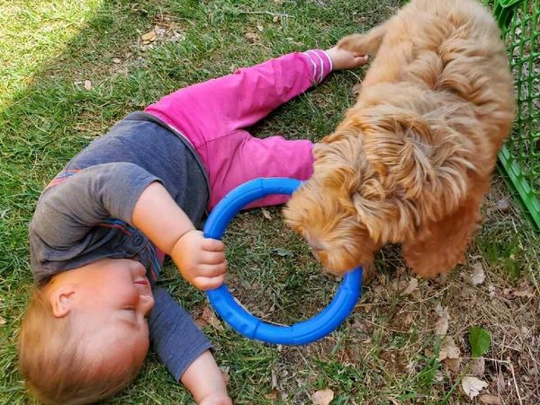 California Labradoodle puppies