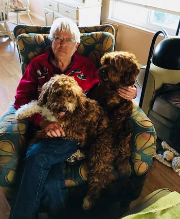 California Labradoodle puppies