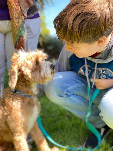 California Labradoodle puppies