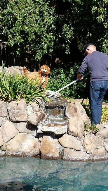 California Labradoodle puppies