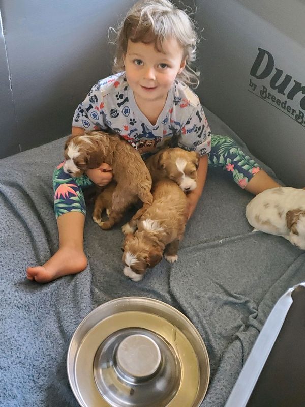 California Labradoodle puppies
our daughter is the best socializer