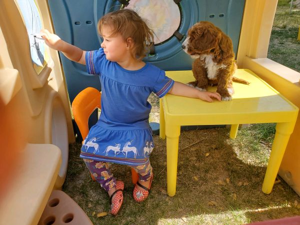 California Labradoodle puppies
our daighter includes the puppies in all her play