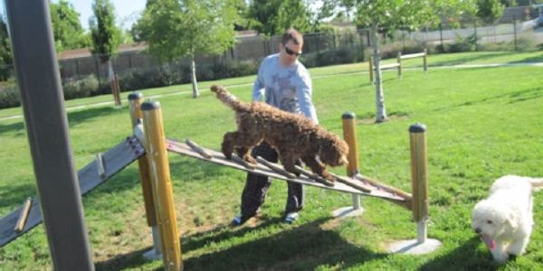 California Labradoodle breeder
Nelson training the dogs