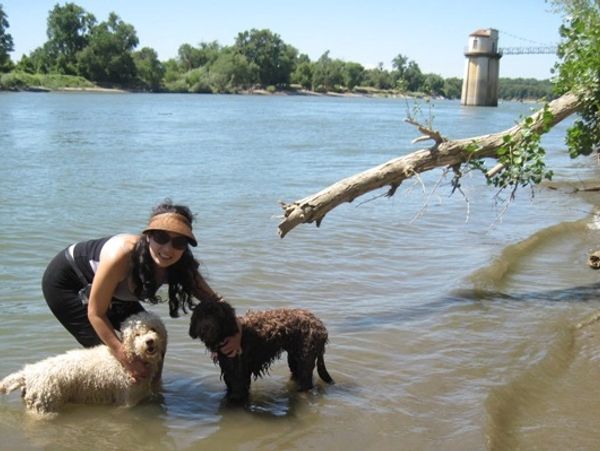 California Labradoodle breeder
our dogs go everywhere with us