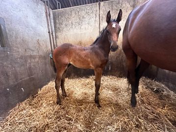 A young foal stands in a stable next to an adult horse.