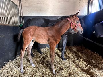 Newborn foal stands beside its mother in a stable.