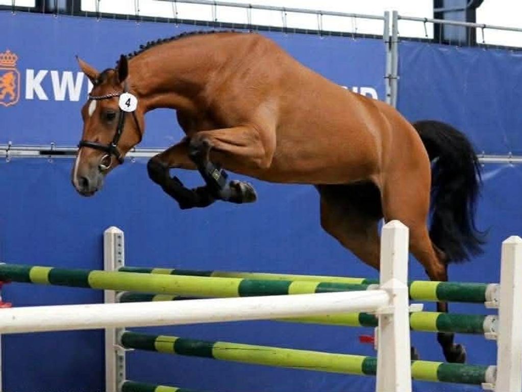 A brown horse gracefully jumping over an obstacle in a competition.