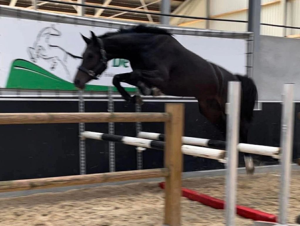 A black horse jumping over an indoor hurdle.