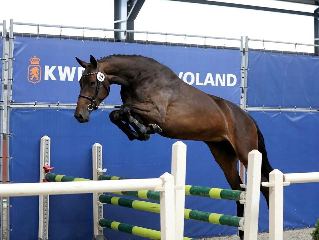 A horse jumping over a hurdle in an indoor arena.