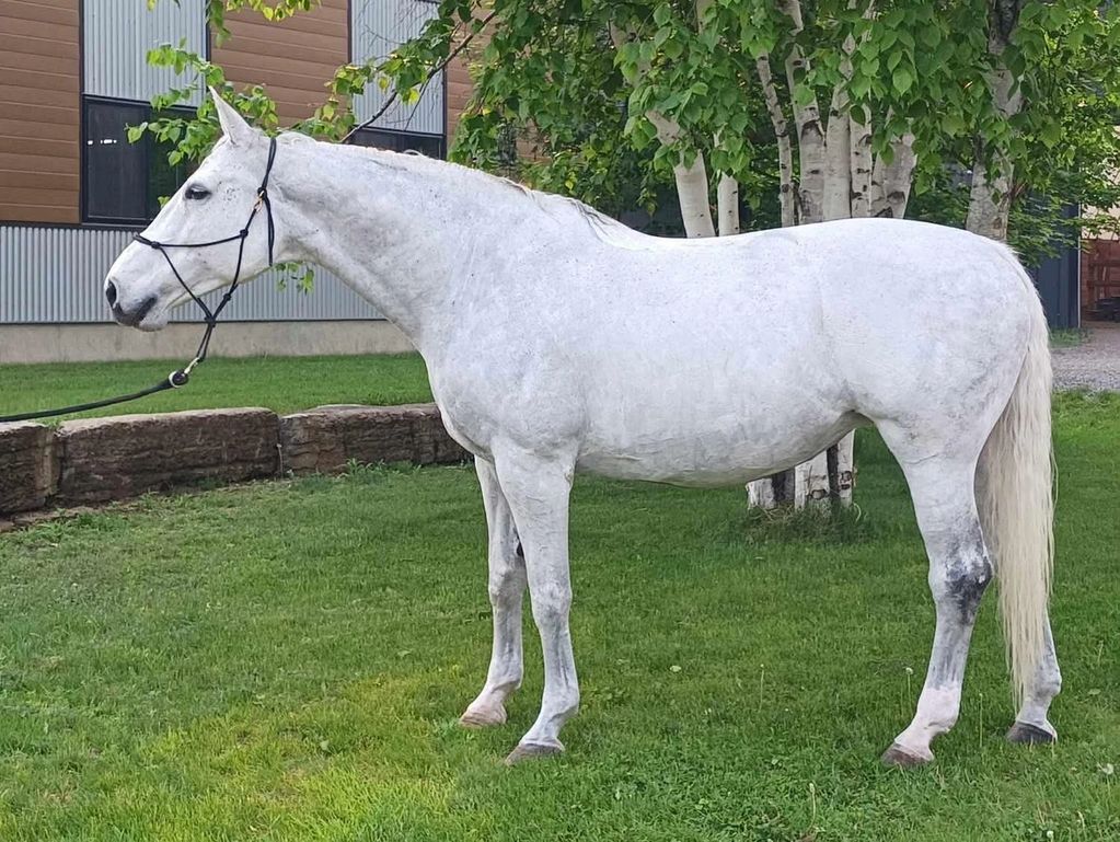 A white horse standing on green grass near trees and a building.