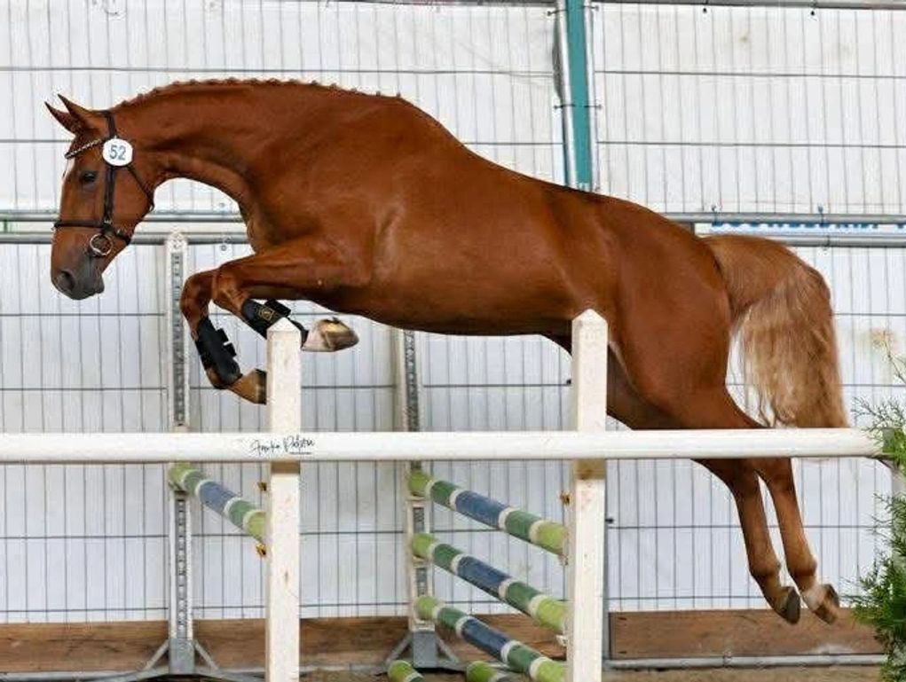 Brown horse mid-jump over indoor hurdles during a competition.
