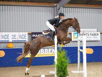 Equestrian jumper clearing a hurdle indoors.