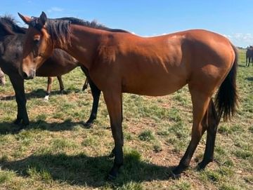 A brown horse standing on grass.