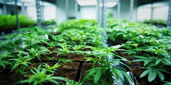 Cannabis Vegetative