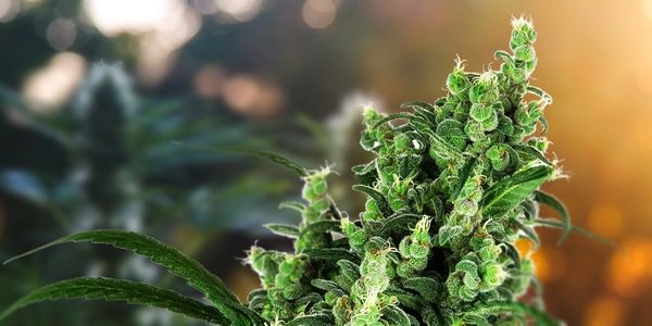 Cannabis Flowering