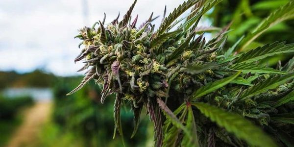 Cannabis Flowering