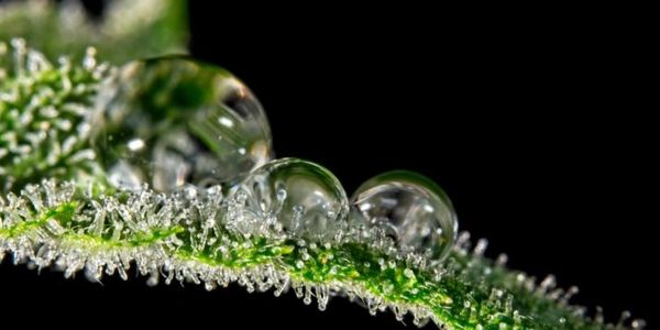 Cannabis Macro Trichomes
