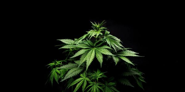 Cannabis Artistic