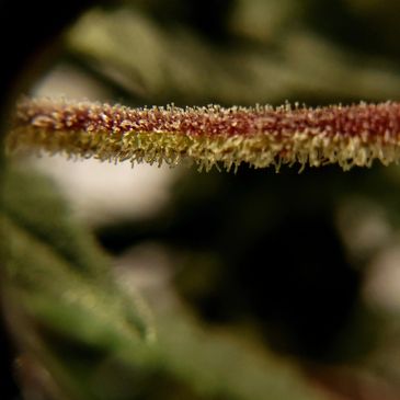 cannabis trichomes