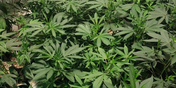 Cannabis Vegetative