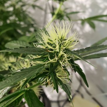Cannabis Flowering