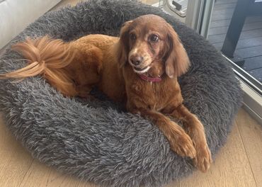 A brown dog lying comfortably on a fluffy grey pet bed.