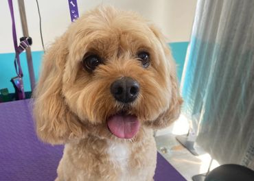 Close-up of a happy, fluffy dog with its tongue out.