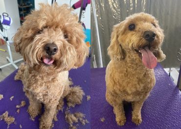 Before and after grooming of a happy brown poodle on a purple table.