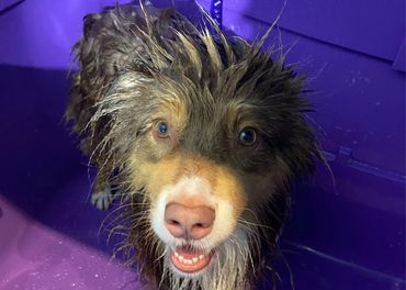 Wet dog with spiky fur in a purple tub looks up happily.