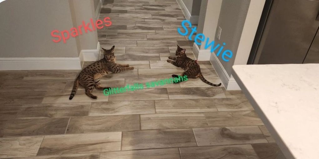 Sparkles and Stewie from Drinkwater, our F1 queen and f7 king