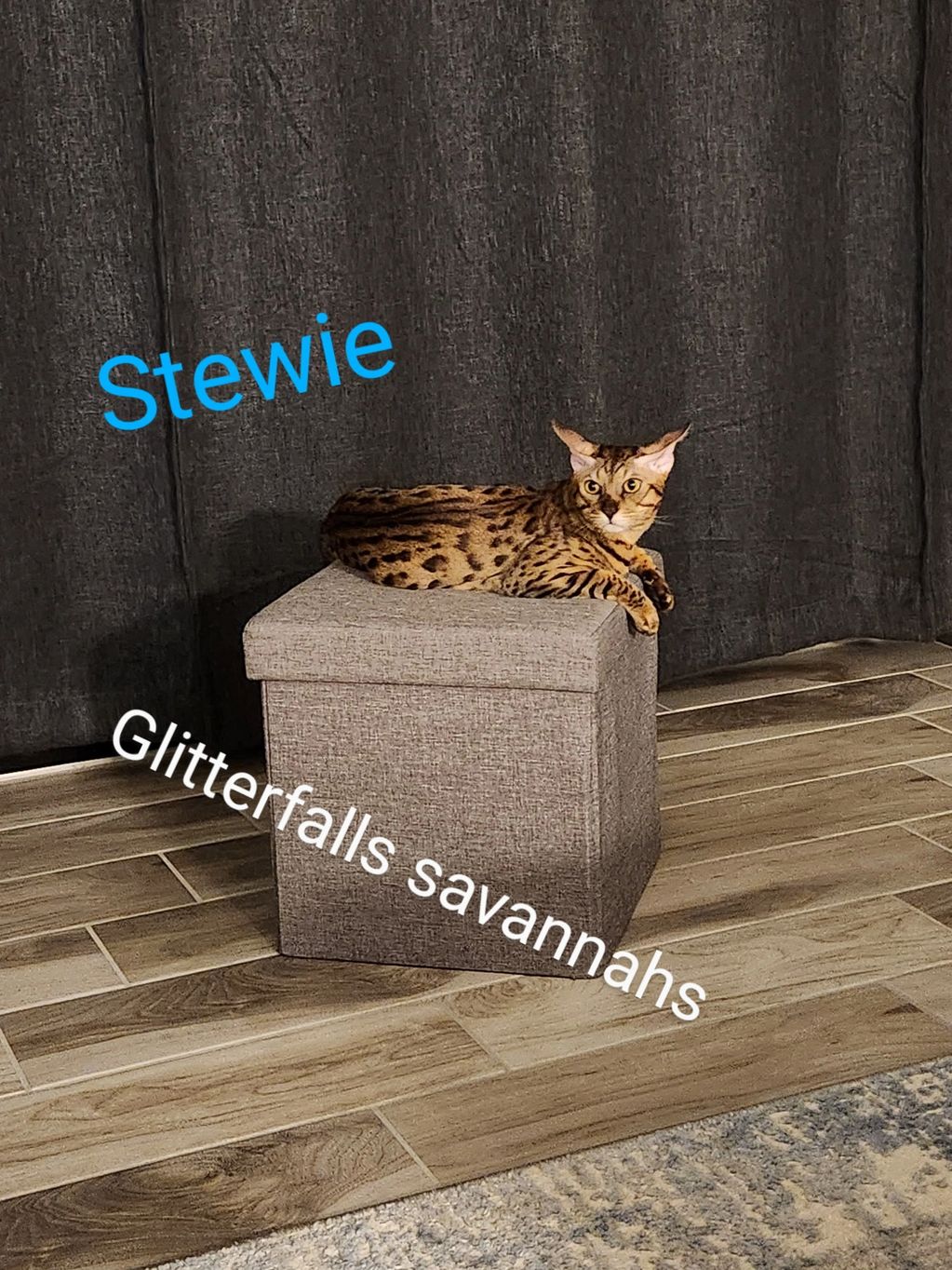 Stewie from Drinkwater Savannahs, our F7 sbt king