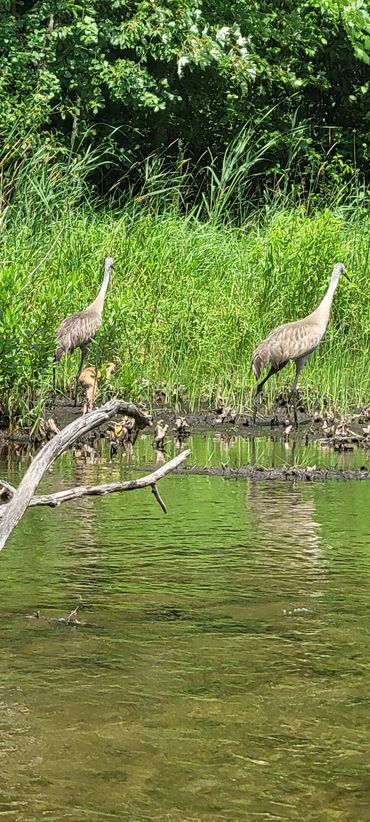 Wildlife seen while kayaking on Christiana Creek in Elkhart, Indiana