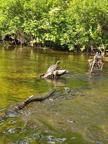 Wildlife seen while kayaking on Christiana Creek in Elkhart, Indiana.