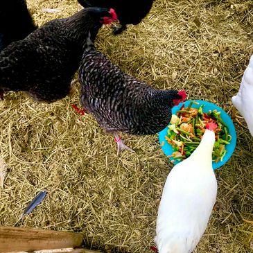 Pearl White Leghorns, French Copper Marans, Cuckoo Marans, Whiting True Blue, Whiting True Green and