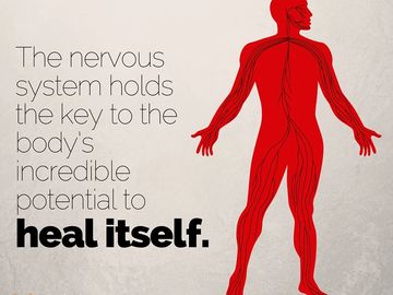The nervous system enables the body to heal itself naturally.