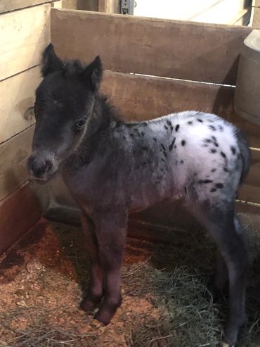 Introducing OWA Pharo's Falabella Domino