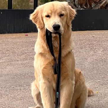 Golden retriever holding its leash in its mouth.