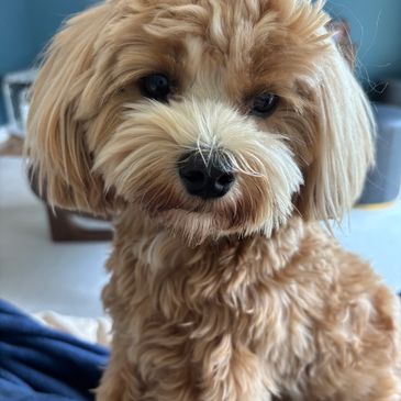 Close-up of a fluffy brown dog.