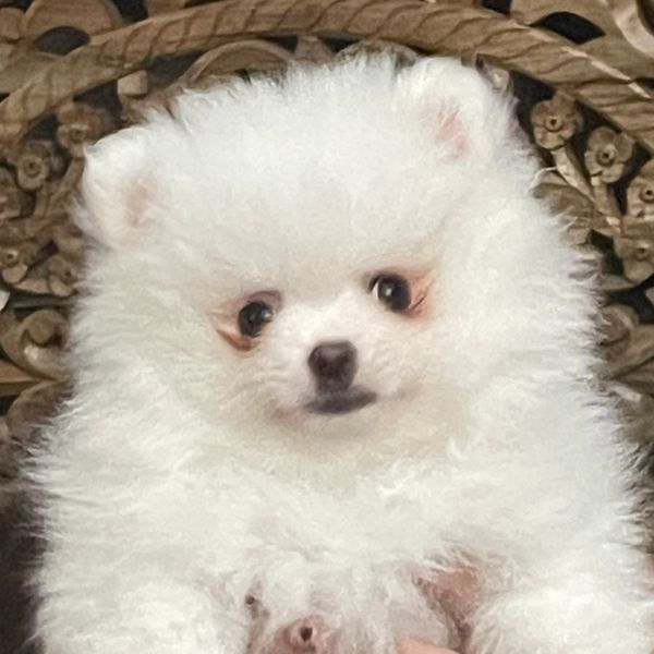 AKC White Pomeranian Female Puppy